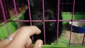 Как ухаживать за кроликами