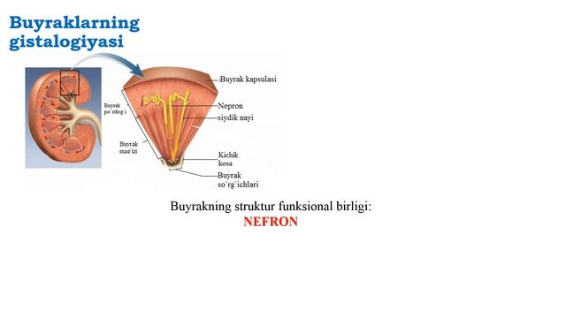 Siydik ajratish organlari anatomiyasi va fiziologiyasi