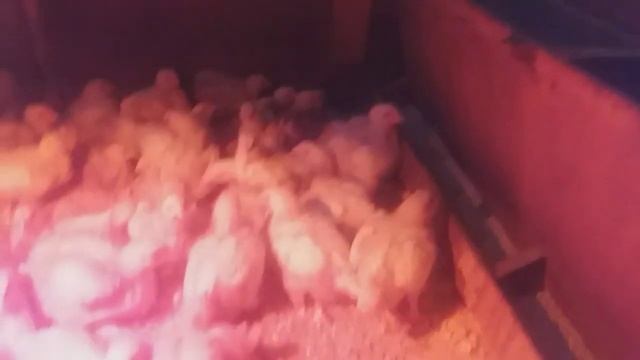 Бройлеры 2020!!! часть2 (16 день) смотреть онлайн