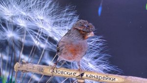 кенар чёрно красный
