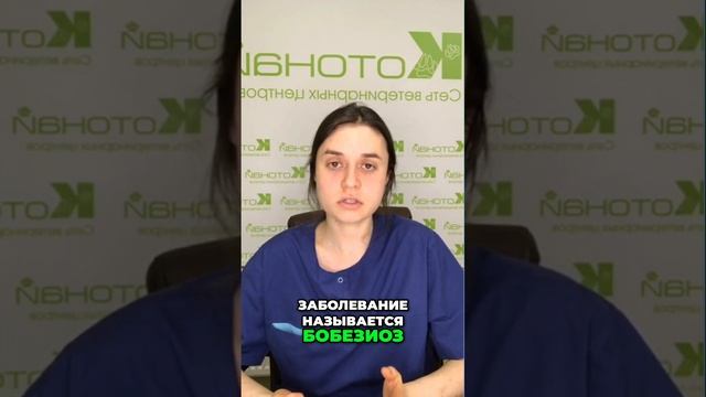 Бобезиоз | Что Нужно Знать о Заболевании Собак