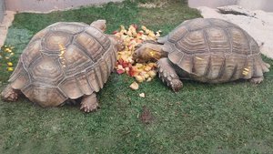 Краснодар. В парке Галицкого зимой 2024