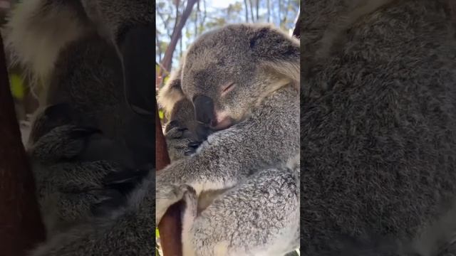 Коаллы