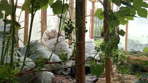 Виноград Циравас Аграа в стадии гороха