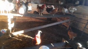 зо Ноября выгул уток и курей