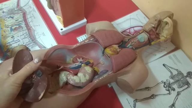 Знаниум - организм человека смотреть онлайн