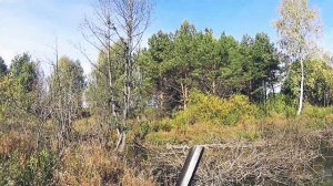Охота с тоз-34 на уток