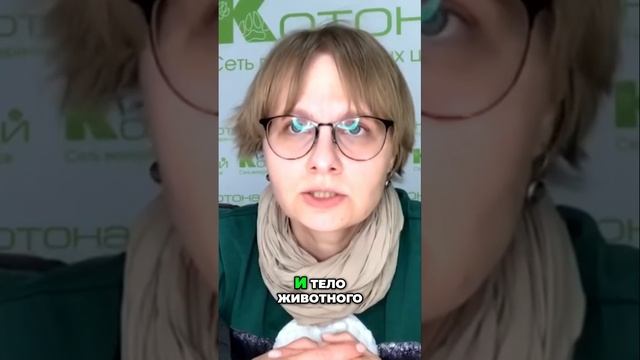 Как блохи живут не на питомцах, а в окружающей среде