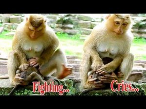 FIND OUT REASON..WHY MOM ROSE FIGHTING BABY REX LIKE THIS, REX CRYING LOUDLY