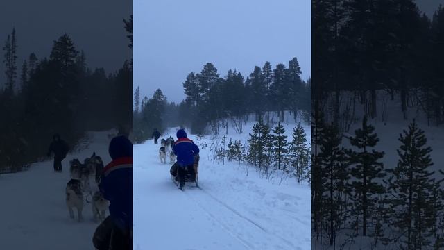 Хаски Парк Ловозеро