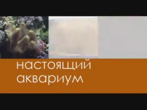 аквариумы 2016 /видео для внутреннего пользования, публичное размещение запрещено/