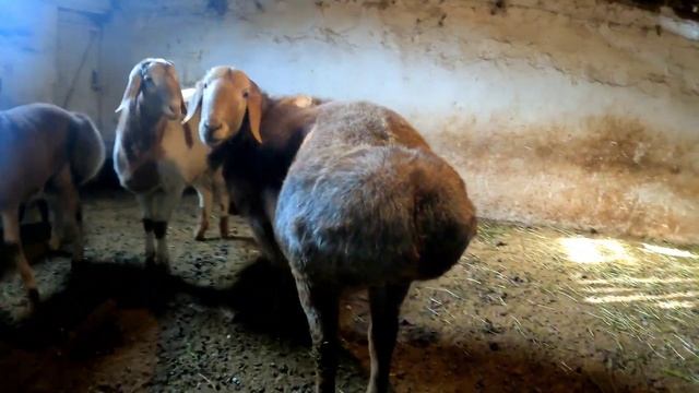 ЗЕЙНУЛЛА АҒАНЫҢ ГИССАР ТҰСАҚ-САУЛЫҚТАРЫ  ЖӘНЕ ҚОШҚАРЛАРЫ