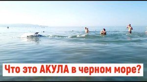 ЧТО ЭТО АКУЛА В ЧЕРНОМ МОРЕ