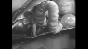 Биология пчелиной семьи  Фильм СССР