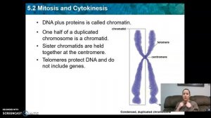5.2 - mitosis and cytokinesis