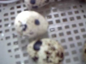 вылупление перепелов в инкубаторе