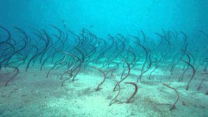 Сад угрей: Миллионы змей растут из дна Красного моря, как водоросли