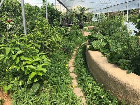 June 29/2021 walk through a citrus & avocado greenhouse in Canada during a severe heat wave. смотреть онлайн