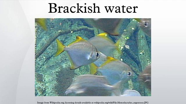 Brackish water смотреть онлайн
