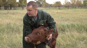 Дочка кормит молоком многодетную семью. Как соцконтракт помог жителям Большой Кандалы