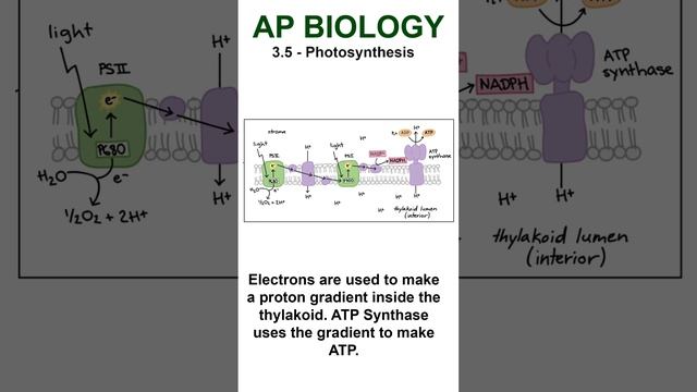 AP Bio - 3.5 Light-Dependent Reaction 2 #apbiology #cellularenergetics