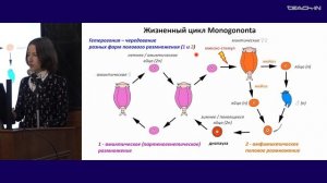 Богомолова Е.В. - Зоология беспозвоночных - 17. Тип Коловратки (Rotifera); тип Немертины (Nemertini)