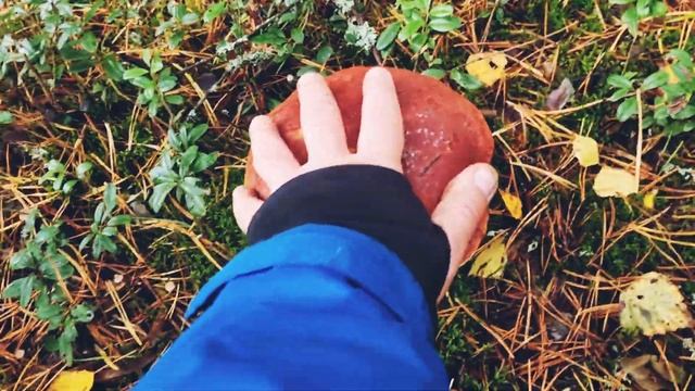 Гигантские боровые грибы! Таких грибов Я НЕ ОЖИДАЛ!