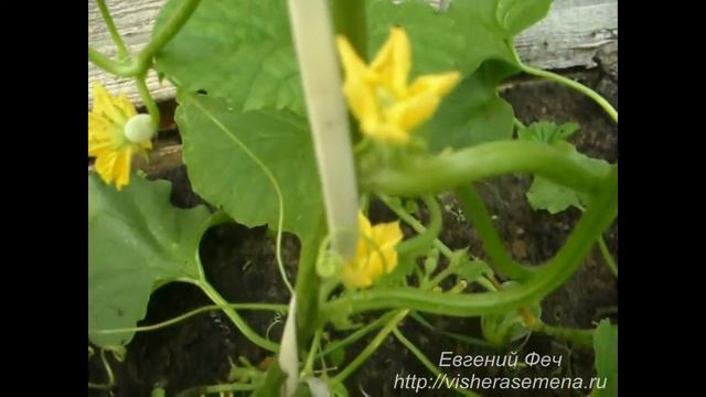 Китайский сорт дыни "Конфетка". Часть 3