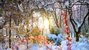 В Пхеньяне выпал первый снег.