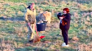 Уборка среди львов! Марсель в загуле. Вожаку и мощным львам скинули всё мясо! Тайган