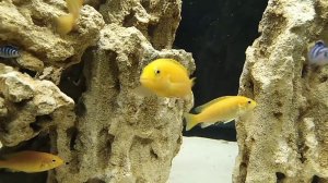 ЛАБИДОХРОМИС ЕЛЛОУ МАЛЁК