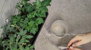 1 УДОБРЕНИЕ для РОСТА КОРНЕЙ и от ВЫТЯГИВАНИЯ РАССАДЫ, Первая лучшая подкормка