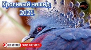 Красивый нашид 2021 кашавкин лаялин