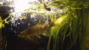 Щука на охоте под водой