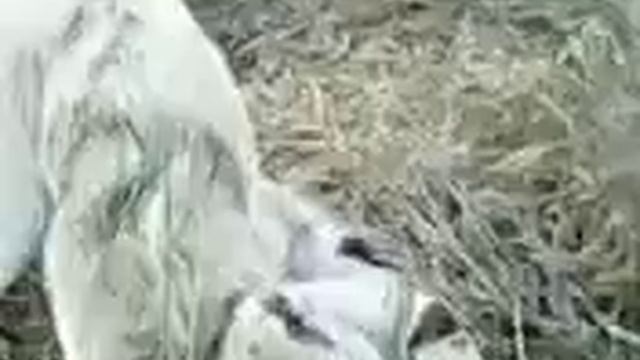 Бой смотреть онлайн