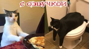 Приколы с котами! КОТЫ ТАНКИСТЫ! Самые смешные животные С ОЗВУЧКОЙ!