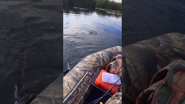Если бы видео не снимал, то скорее всего все было иначе👀