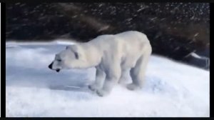 Nordisk film Polar bear.wmv