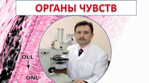 Лекция №9 Органы чувств- доцент Лугин И. A.