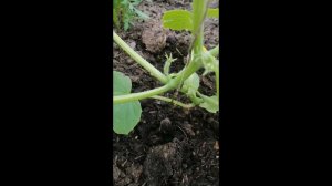 Формирование огурцов в теплице