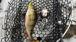 Десна, воблерная прогулка 25 ноября 2024 года