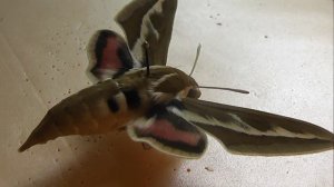 БРАЖНИКИ: 203. Hyles zygophylli (Бражник Парнолистниковый)