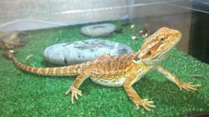 Бородатая Агама