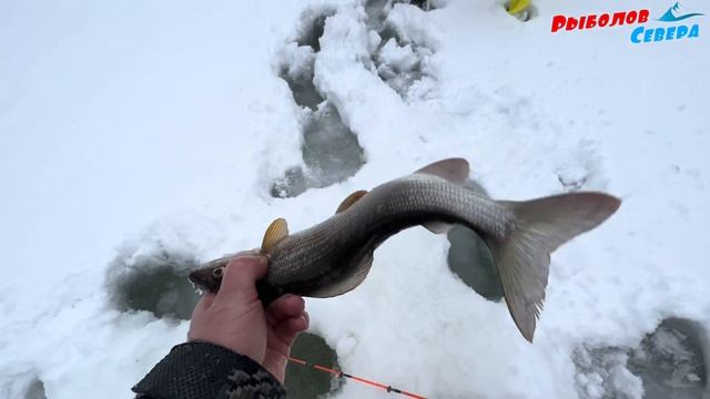 ✅ РЫБАЛКА НА ХАРИУСА 2024 🎣 L ОТБОРНЫЙ КРУПНЯК💪💪#хариус #леснаяречка #рыболов_севера  4K60H