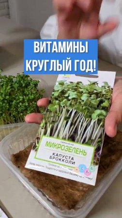 СУПЕРФУД своими руками! Микрозелень брокколи.