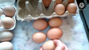 Подготовка куриных яиц к инкубации.