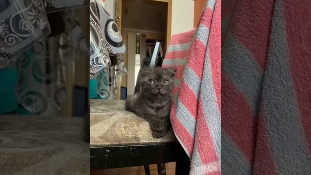 Котёнок поёт