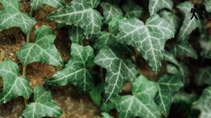 English Ivy (Hedera helix) Plant Image and Video