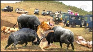 What Must Lions Do To Survive When Africa's Most Dangerous Prey Suddenly Turns To Counterattack?