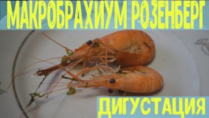 макробрахиум розенберг, дегустация креветки